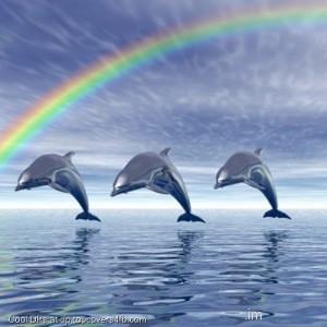 Jumping-Dolphins-Display-Picture