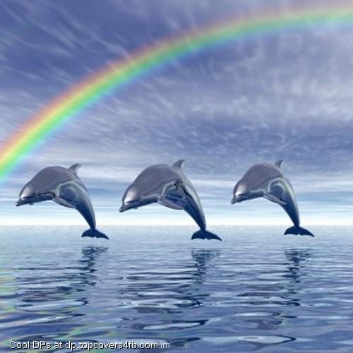 Jumping-Dolphins-Display-Picture