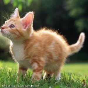 Kitten-Look-Something-Display-Picture