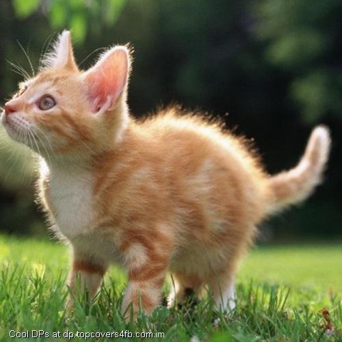 Kitten-Look-Something-Display-Picture