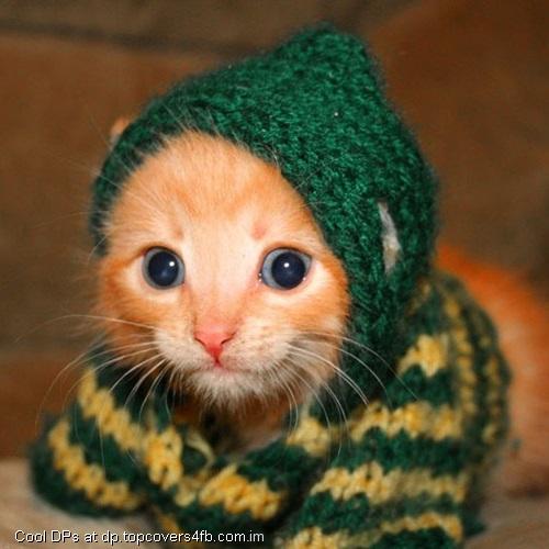 Kitty-Wear-Winter-Cloth-Display-Picture