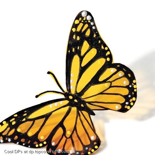Orange-Butterfly-Display-Picture