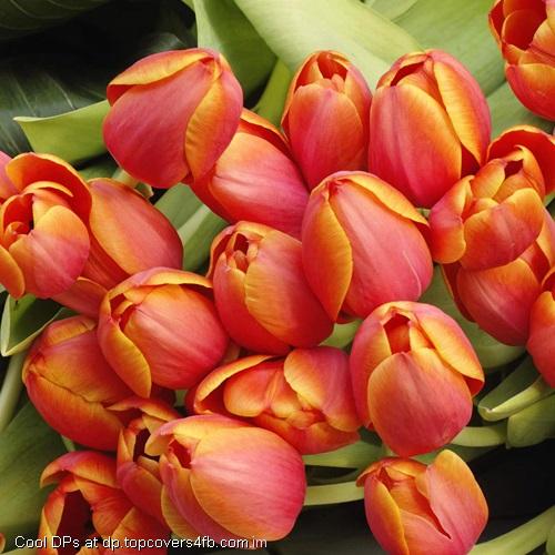 Orange-Wonderful-Tulips-Display-Picture