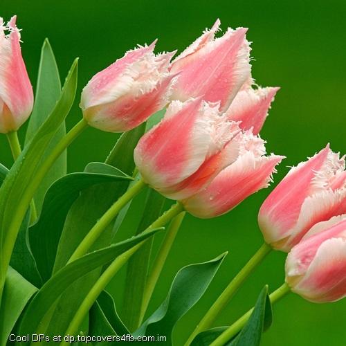 Pink-And-White-Tulips-Flower-Display-Picture