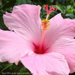 Pink-Chamili-Flower-Display-Picture