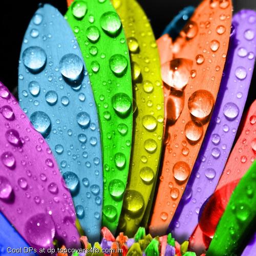 Rainbow-Flower-Display-Picture
