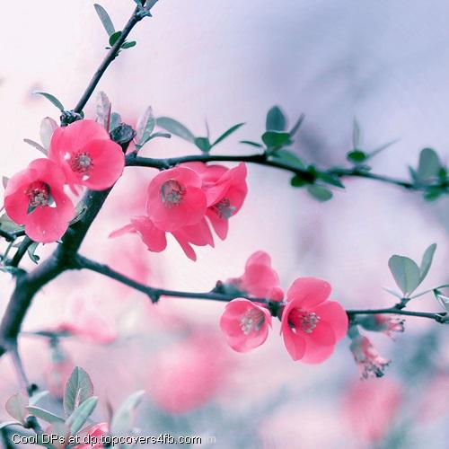 Spring-Blooming-Flower-Display-Picture