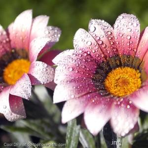 Sunroot-Rain-Fall-Display-Picture