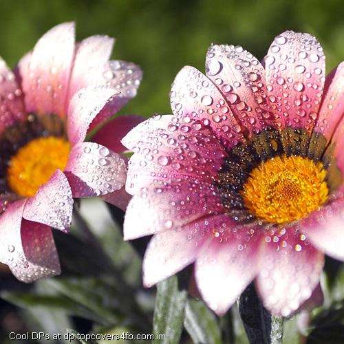 Sunroot-Rain-Fall-Display-Picture