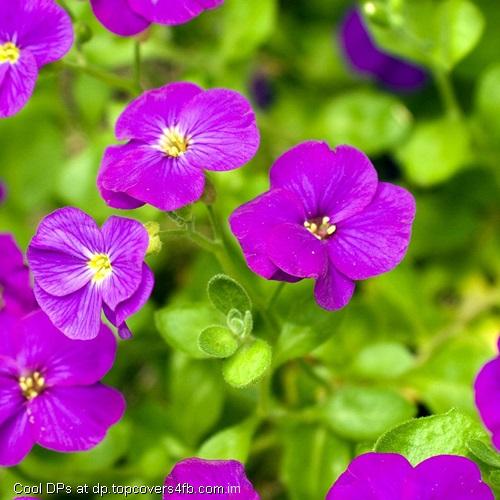 Violet-Flower-For-You-Display-Picture