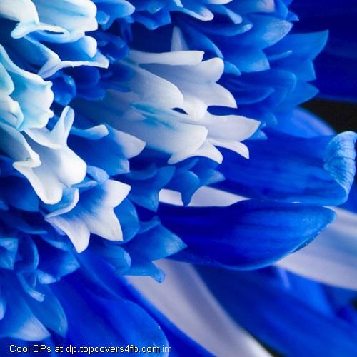 White-And-Blue-Flower-Display-Picture