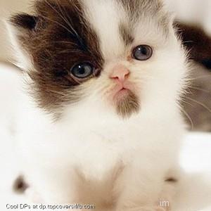 White-Cat-Display-Picture