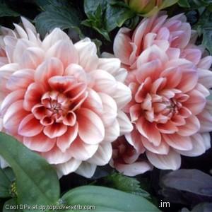 White-Flower-For-You-Display-Picture