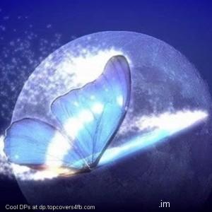 World-Butterfly-Display-Picture