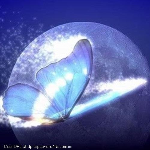 World-Butterfly-Display-Picture