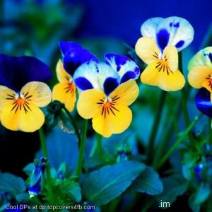 Yellow-Flower-With-Blue-Legula-Display-Picture