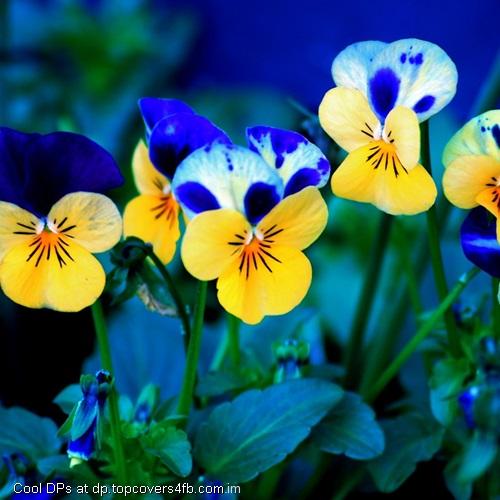 Yellow-Flower-With-Blue-Legula-Display-Picture
