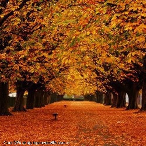 Autumn-Golden-Leaves-Ground-Display-Picture