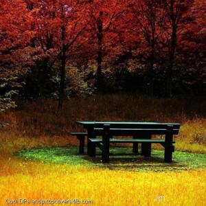 Autumn-Leaves-Display-Picture