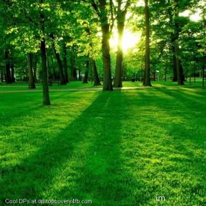 Beautiful-Green-Day-Display-Picture