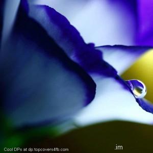 Blue-Flower-Drop-Display-Picture