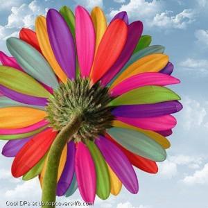 Colorful-Petals-Sky-Display-Picture