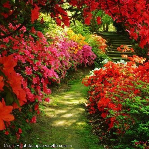 Flower-Garden-Passage-Display-Picture