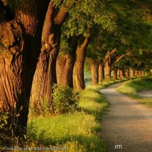 Green-Forest-Display-Picture