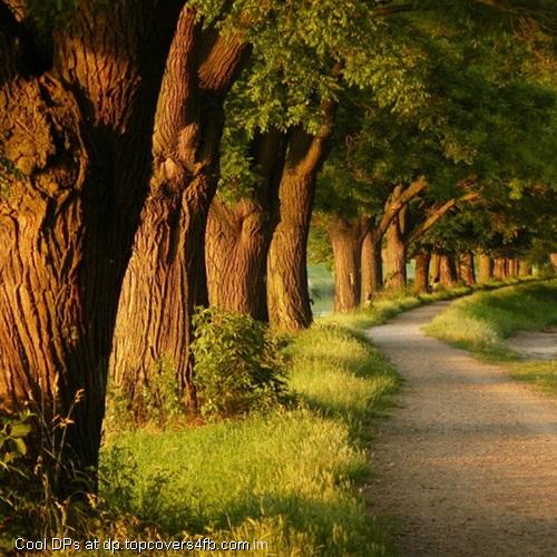 Green-Forest-Display-Picture