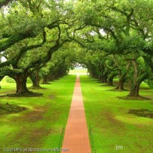 Green-Spring-Field-Display-Picture