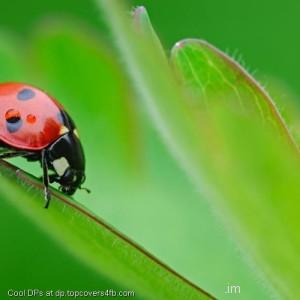 Ladybug-Love-For-Green-Display-Picture