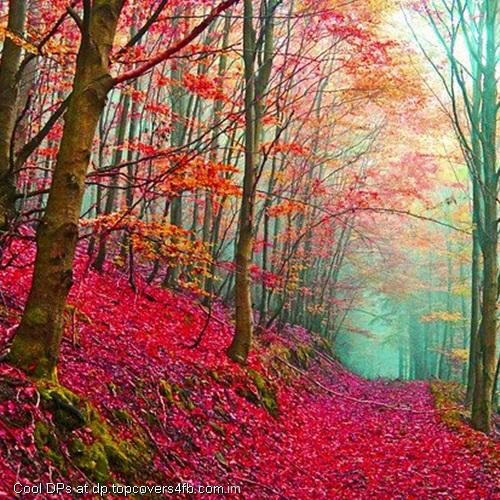 Red-Leaves-Display-Picture