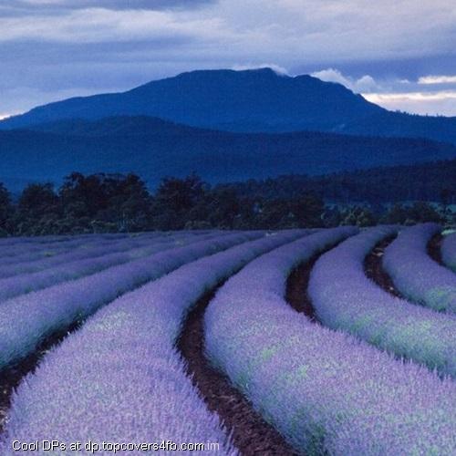 Shiny-White-Field-Display-Picture