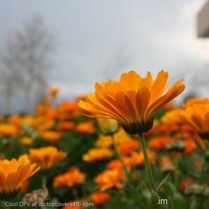 Sunflower-Field-Display-Picture