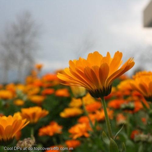 Sunflower-Field-Display-Picture