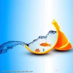 Aquarium-In-Orange-Fish-Display-Picture