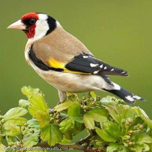 Beautiful-Bird-View-Display-Picture