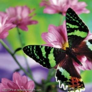 Black-Butterfly-Display-Picture