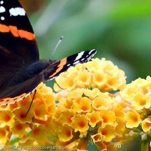 Black-Butterfly-on-Yellow-Flower-Display-Picture