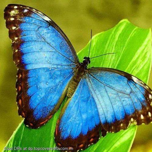 Blue-Butterfly-Display-Picture
