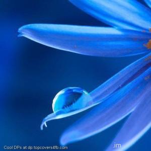 Blue-Flower-Drops-Display-Picture