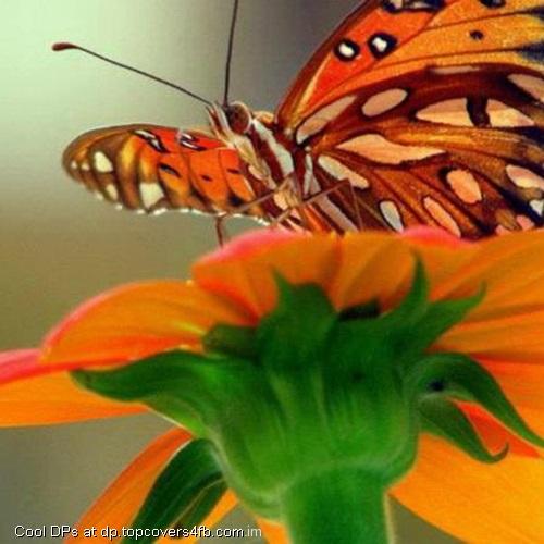 Butterfly-Flower-Love-Display-Picture