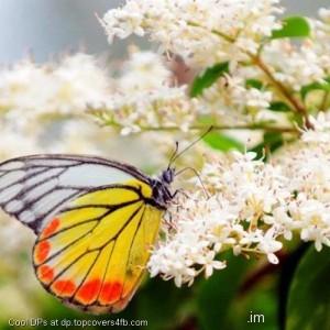 Butterfly-Plucking-Flower-Display-Picture