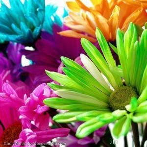 Colorful-Blooming-Flowers-Display-Picture