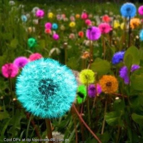 Colorful-Flowers-Field-Display-Picture