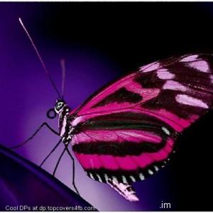 Crystal-Butterfly-Display-Picture