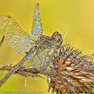 Crystal-Clear-Butterfly-Display-Picture