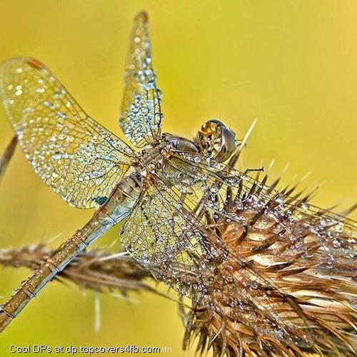 Crystal-Clear-Butterfly-Display-Picture