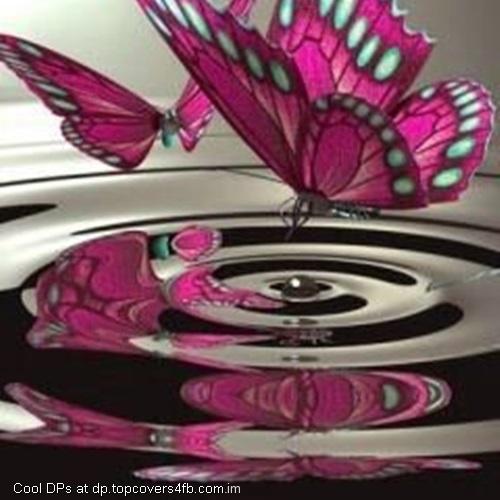 Crystal-Purple-Butterfly-Display-Picture