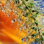 Crystal-Water-Drops-Display-Picture